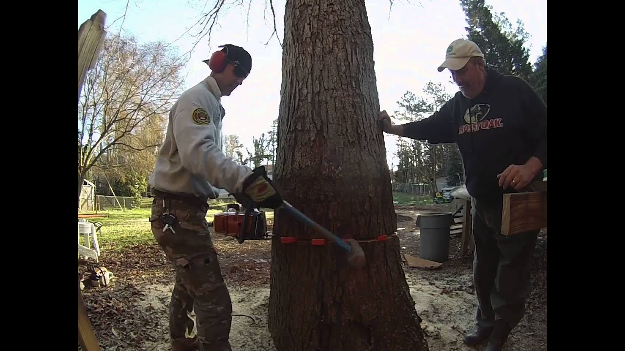 Felling a big oak stihl 660 mag - YouTube