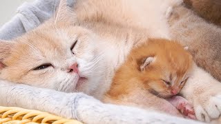 Kittens always like to curl up in the warm arms of mother cat. So cute!
