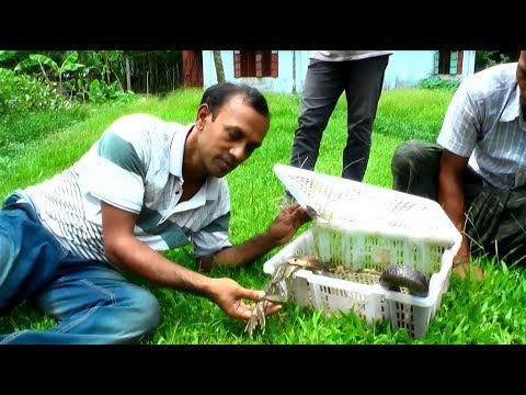 king cobra snake pearl পটুয়াখালী রাজ্জাক বিশ্বাস কিভাবে বিষধর সাপকে ব্যাঙ খাওয়ায় !! | Snake | Snakes | BD Snake Channel