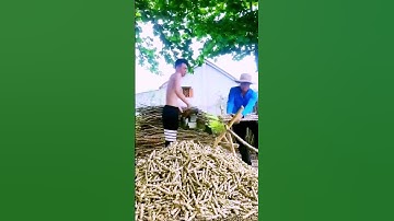 The process of cutting cassava stalks - good machinery can do more with less