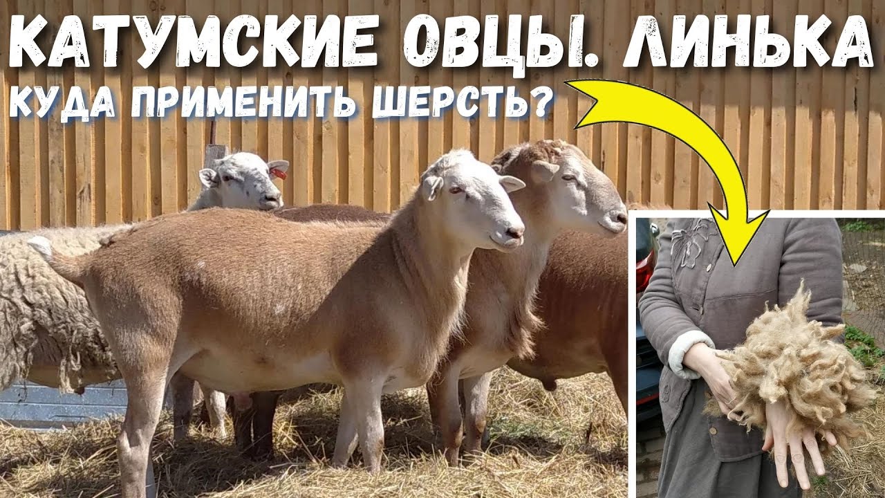 Отличия линьки от выпадения шерсти