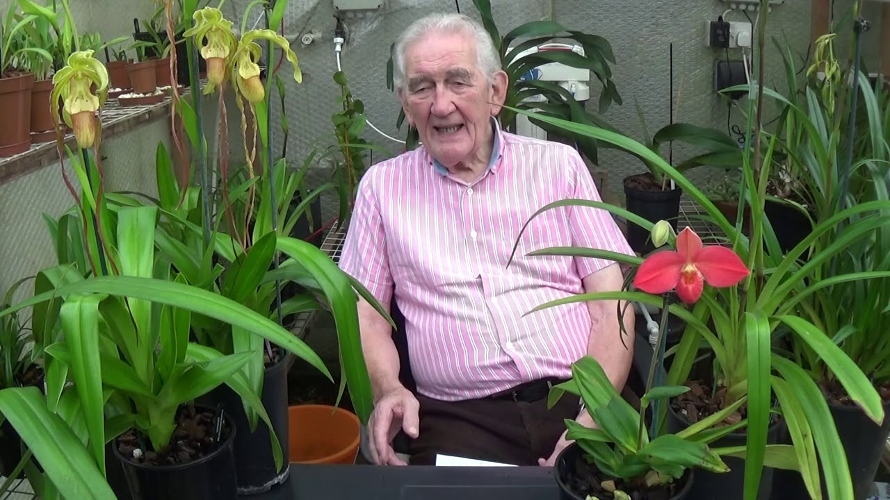 How I cultivate my Phragmipediums