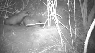Itchy badgers spring cleaning on Bushnell trophy cam camera trap