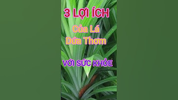3 Lợi Ích Bất Ngờ Của Lá Dứa Thơm Có Thể Bạn Chưa Biết #dinhduong #health #suckhoe