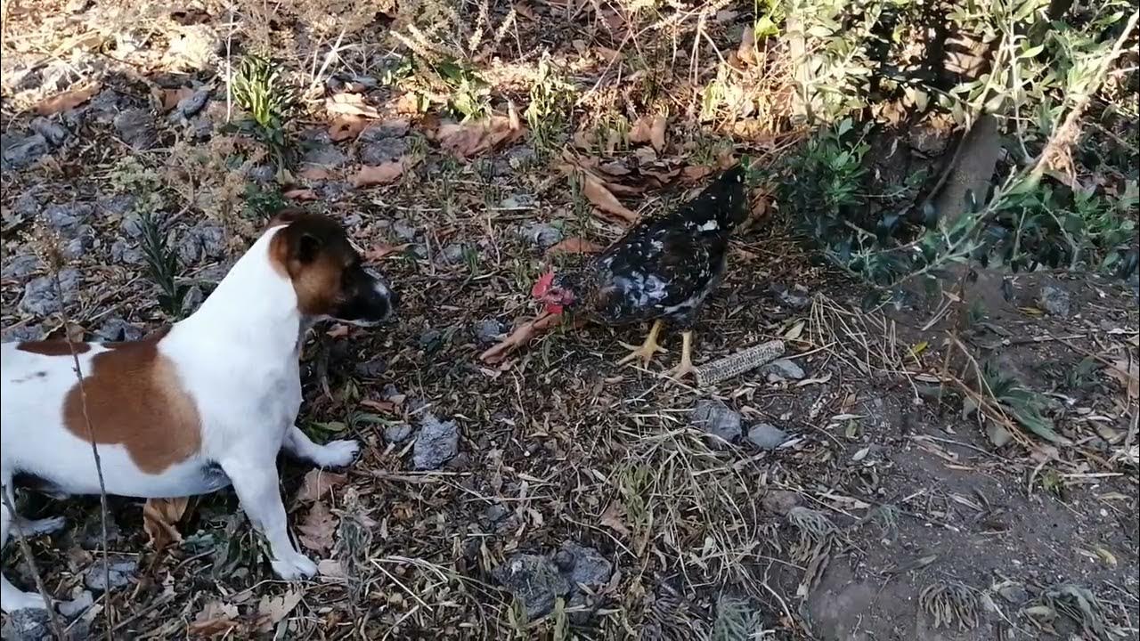 Jack Russel playing with a chicken YouTube