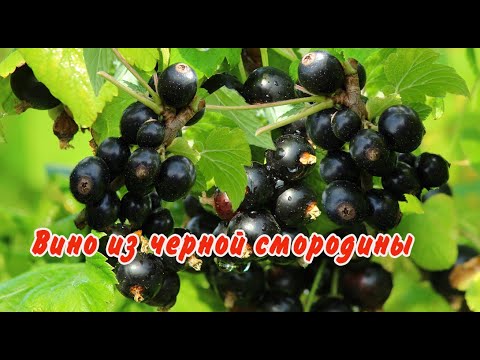 ВИНО из ЧЕРНОЙ СМОРОДИНЫ  -  ВКУСНЫЙ РЕЦЕПТ