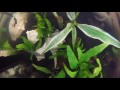 Fish tank time lapse