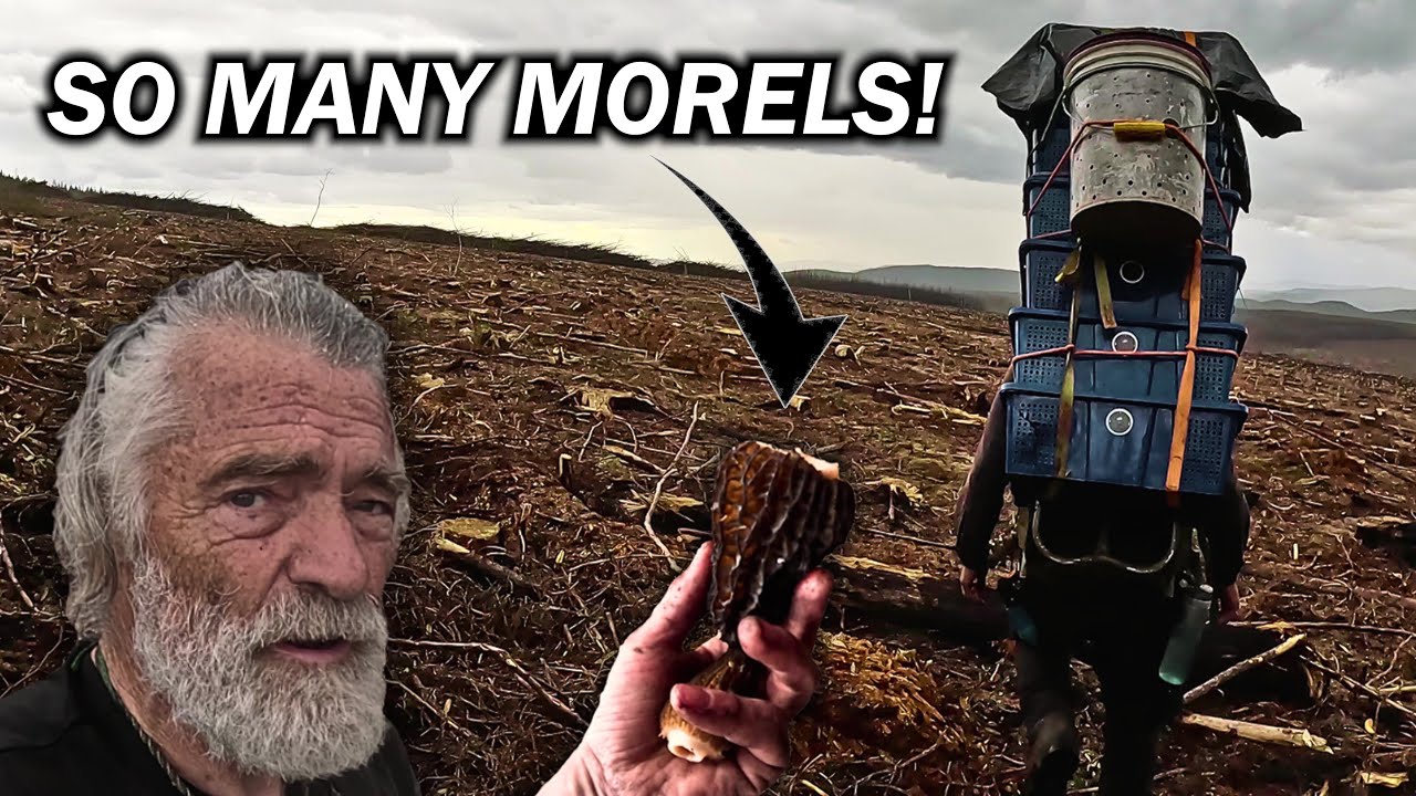 We Found an AMAZING PATCH of Morel Mushrooms!