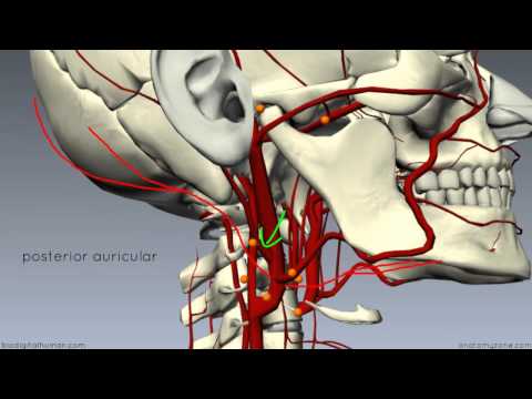 External Carotid Branches - 3D Anatomy Tutorial