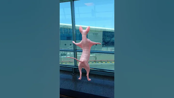 Video 8869901: cat sphynx happy cute, sphynx cats travel, cat sphynx happy funny