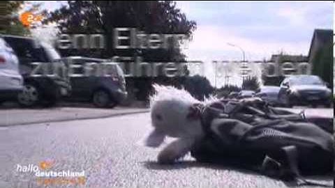 Wenn Eltern ihre Kinder entführen. Hallo Deutschland 13.10.2013