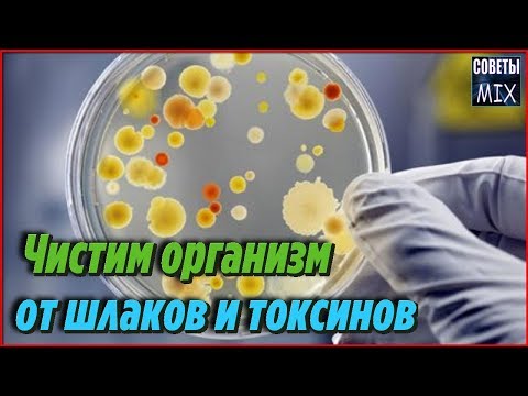 Список продуктов, которые легко помогут очистить организм от шлаков и токсинов