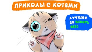 Приколы с котами. ЛУЧШЕЕ ЗА ЯНВАРЬ 2023 | Мемозг