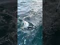【35kgキハダマグロ】手繰り&GET #釣り #fishing #はら丸 #船釣り #相模湾