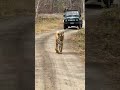 Tigress t2 from tipeshwar  tipeshwar wildlife sanctuary