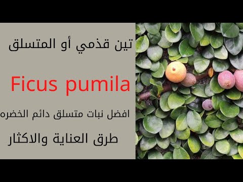 فيديو: شجيرات Aquilegia رشيقة. معرفة