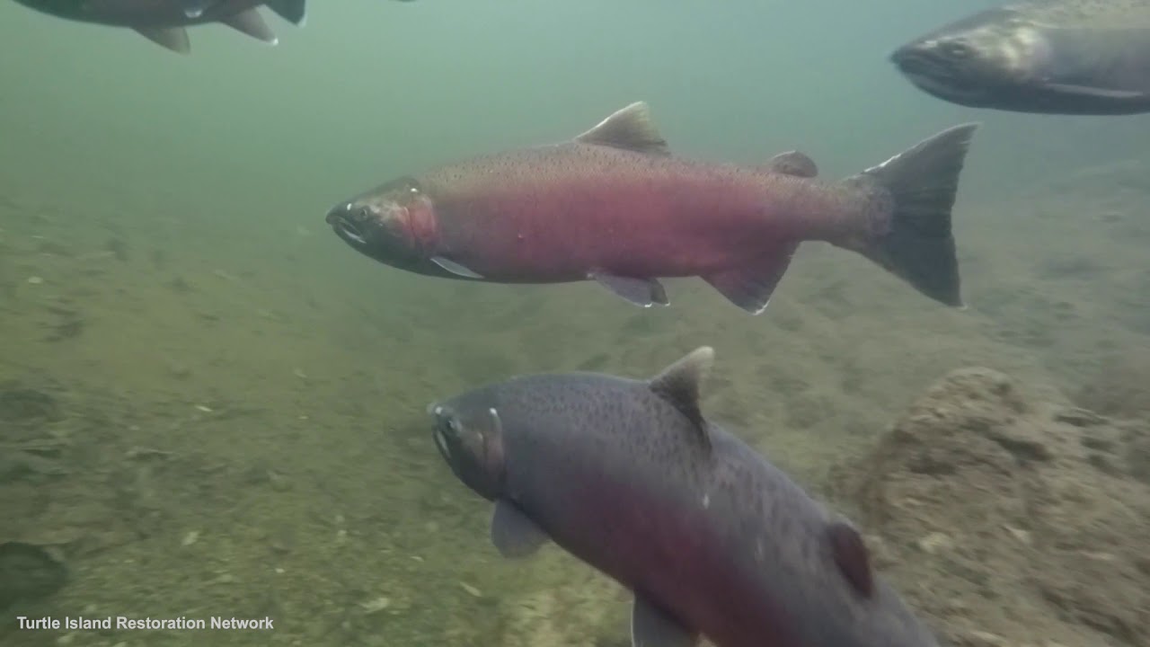 watershed California Coast Coho Salmon