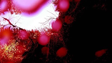 devilsclub -- redfall