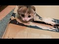 箱あげたらテンション上がった子猫がこちらです・・・