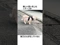 元野良ボス猫ニャーゴ伝説②