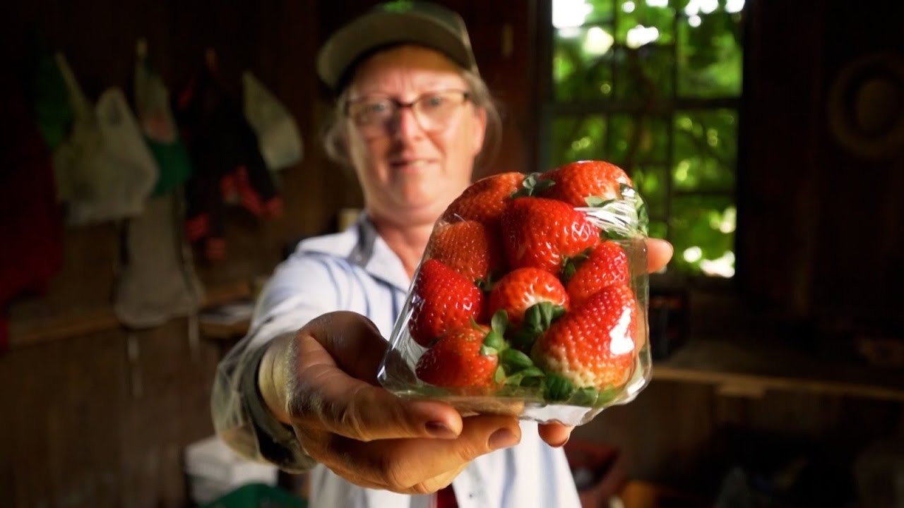Agro Saúde e Cooperação - Capital do Morango