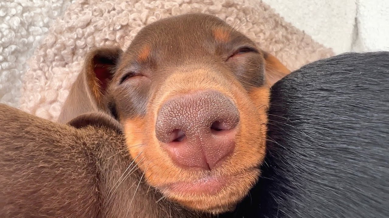 The first day at home after vacation with Mini Dachshunds. - YouTube