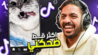 مقاطع تيك توك تضحك | أكثر قط ضحكني