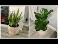 PLANTAS DE INTERIOR/ TIPS PARA EL CUIDADO DE TUS PLANTAS 🌱 @Reve Nenuki