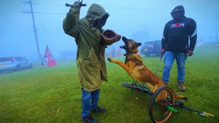 OBJECT GUARDING WITH A BELGIAN MALINOIS #malinois #dogbreed #dogtraindog