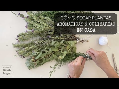 Cómo secar hierbas