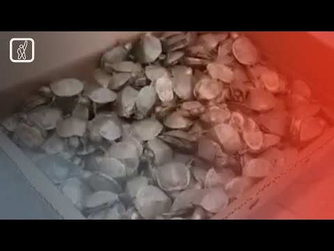 საქართველოდან თურქეთში 250 წყლის კუ ფარულად გადაჰყავდათ