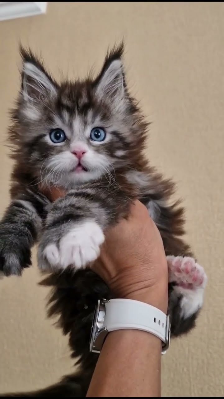 Маленькие #мейнкуны #котятки #прелесть #милота #animals #shortsfeed # ...