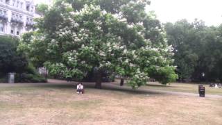 Catalpa Tree - Lincoln's Inn Fields - London