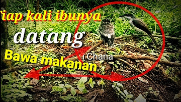 Anakan burung jinjing batu di alam bebas