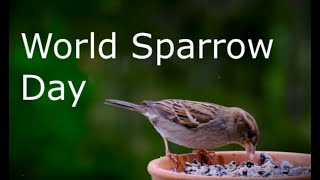 World Sparrow Day (March 20), Activities and How to Celebrate World Sparrow Day