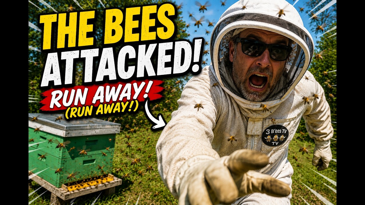 Queenless Hive Rescue Gone Wrong! Angry Bees Chase Beekeeper During ...