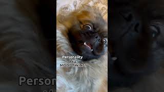 Here’s your reasons to get a Pekingese!