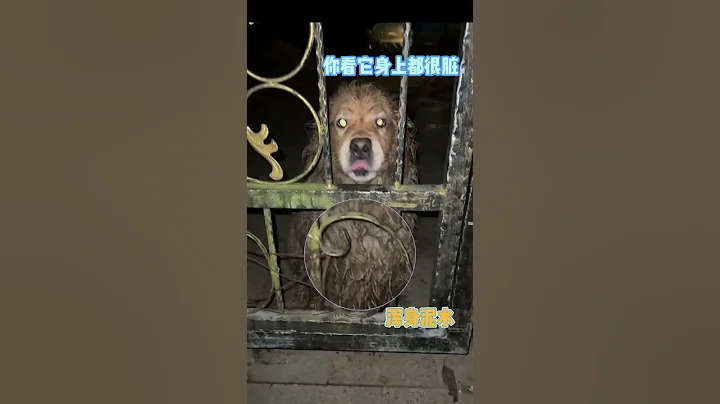 救命啊！这个月我家已经出现第四次动物啦！怎么办啊！ - 天天要闻