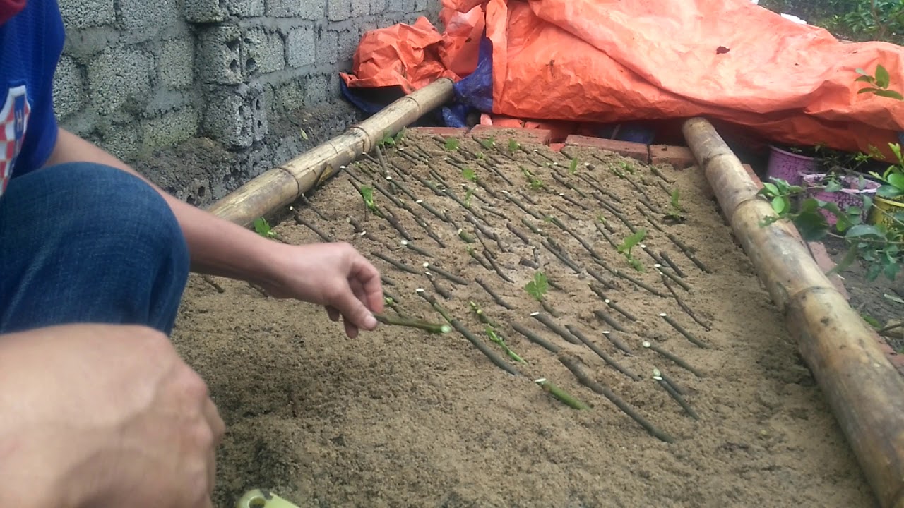 Fig roots cutting very simple on the sand YouTube