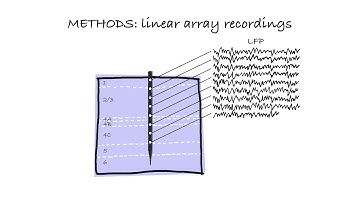 Distinct V1 Layers Process Local and Global Visual Context