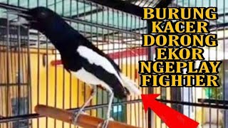 Kicauan Burung Kacer Dorong Ekor Ngotot Nge-play