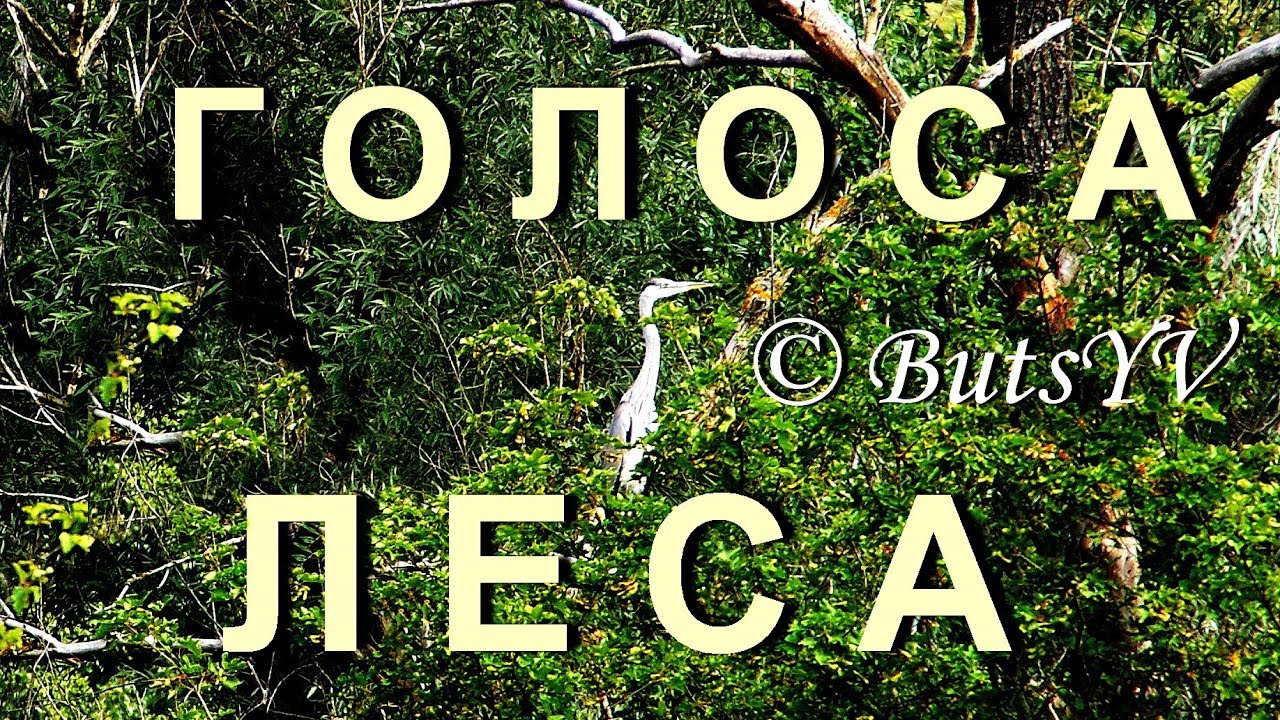 Голоса леса поют. Голоса леса. Го Лос лесы. Аудиозаписи «голоса леса».. Голос в лесу.