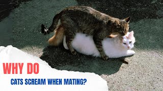 The Surprising Reason Female Cats Scream During Mating! by Cats Globe 683 views 6 days ago 4 minutes, 4 seconds