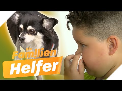 Dauerschnupfen & Nasenbluten 🩸 Ist Tom gegen seinen Hund allergisch? | Die Familienhelfer | SAT.1