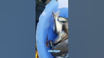 #Shorts / Câu cá hú tôm càng xanh cá xác sọc mồi này nó khoái lắm miền tây sông nước #KiềmRapper