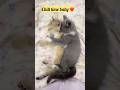 Cute Kittens #cat #pet #petshub #care #kitten #love #vetlife #animals #catshorts #catlovers#petlover
