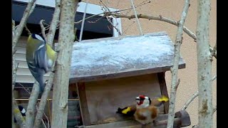 Feathered Feud: The European goldfinch no sharing policy | Birds Life | by Nature At My Doorstep 162 views 3 months ago 5 minutes, 8 seconds