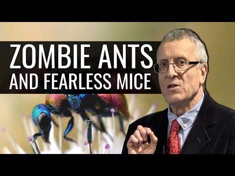 Zombie Ants and