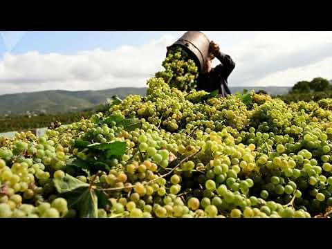 მე გავფრინდები ღვინობის თვეში(Я Улечу Винни Месяц )