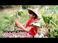 COOKING GINATAANG GABI FRESH FROM THE  FARM | Life in the Countryside | Episode 21 (Gayyem BenBen